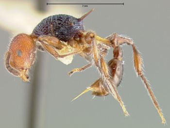 Media type: image; Entomology 22407   Aspect: habitus lateral view
